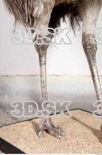 Emus leg photo reference 0044